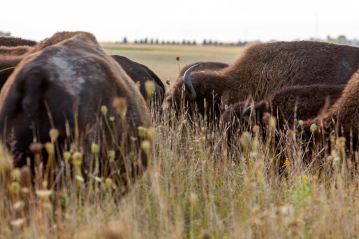 Bison among prairie grass in Blue Mounds State Park Minnesota.