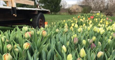You'll Want To Visit Tulip Ridge Flower Farm, A Dreamy Tulip Farm In Ohio This Spring