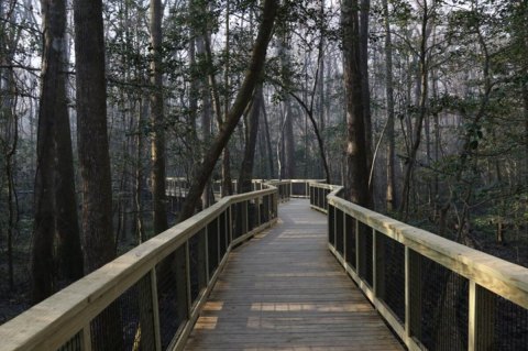 Accessible By Hike, This Natural Wonder In South Carolina Rivals The Redwoods