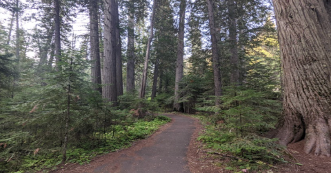 This Ancient Cedar Grove Is One Of The Most Underrated Destinations In Idaho