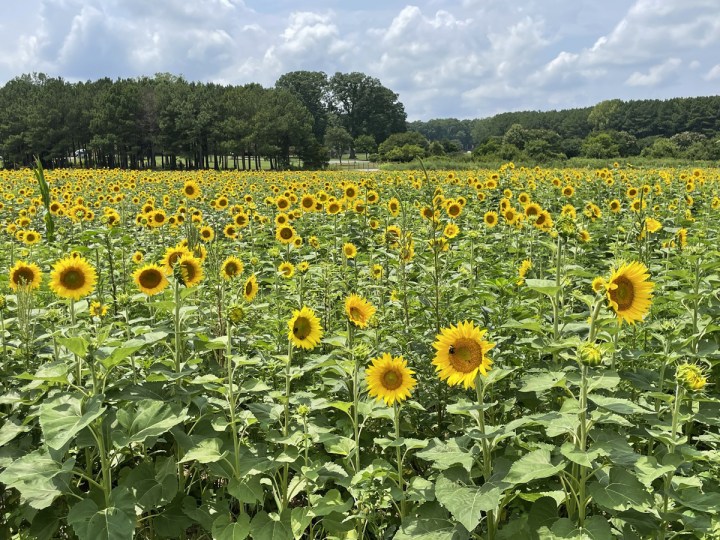 Dorothea Dix Park Sunflowers