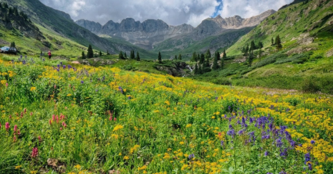 This Colorado Trail And Area Is One Of The Best Places To View Summer Wildflowers