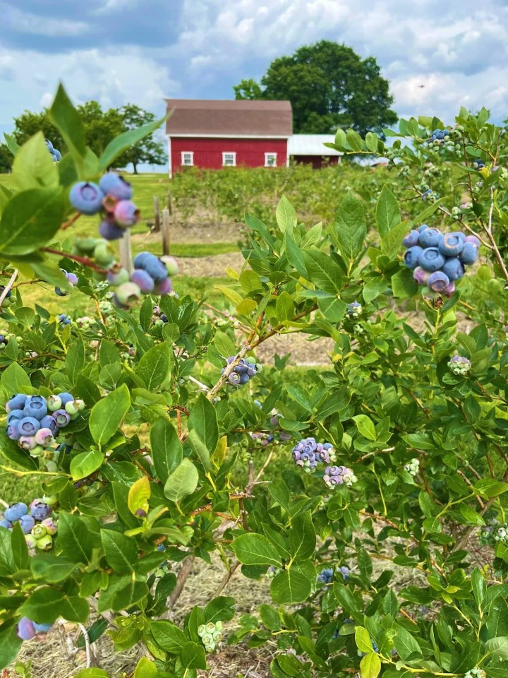 u-pick berries farm in Arkansas
