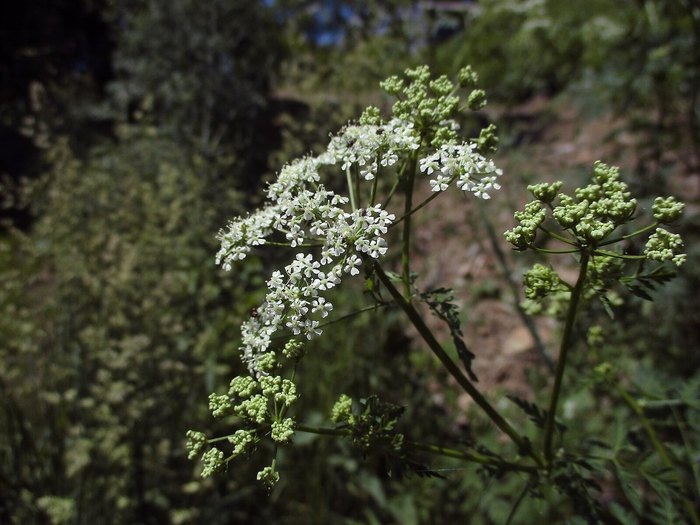 Poisonous Weed Like Queen Anne's Lace?