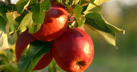The National Apple Harvest Festival In Pennsylvania Is One Of Fall's Best Events