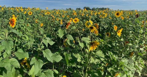 You Can Pick Your Own Bouquet Of Sunflowers At This Incredible Farm Hiding In Idaho