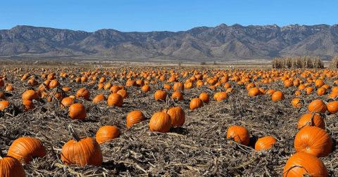 One Of The Largest Pumpkin Patches In Arizona Is A Must-Visit Day Trip This Fall