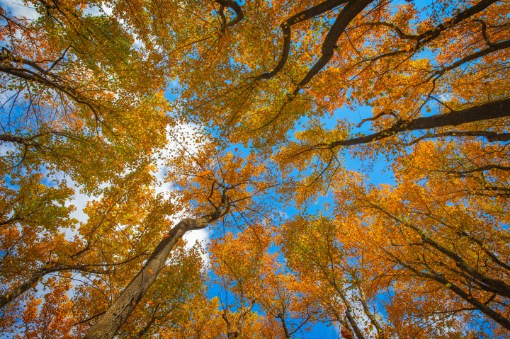 When Do Leaves Change Color In Virginia 2023