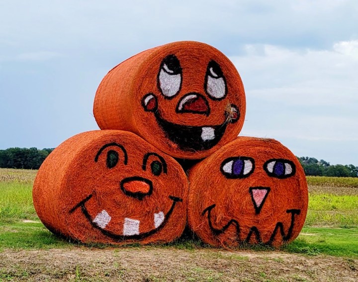 best pumpkin patches in Arkansas