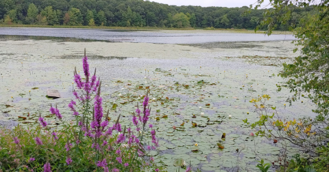 The Easy Trail That Might As Well Be The Wildflower Capital Of Rhode Island