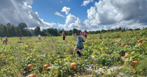 One Of The Largest Pumpkin Patches In South Carolina Is A Must-Visit Day Trip This Fall