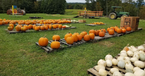 Here Are 8 Of The Absolute Best Pumpkin Patches In West Virginia To Enjoy In 2023