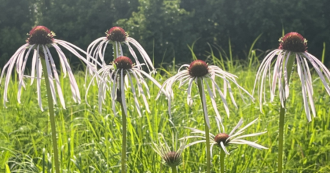 The Easy Trail That Might As Well Be The Wildflower Capital Of Missouri