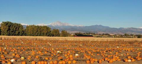 The Largest Pumpkin Patch In Colorado Is A Must-Visit Day Trip This Fall
