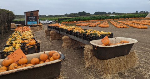 Here Are The 15 Absolute Best Pumpkin Patches In Northern California To Enjoy In 2023