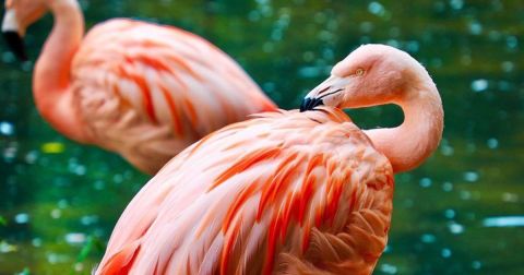 How Did Tropical Pink Flamingos End Up In North Carolina's Outer Banks?