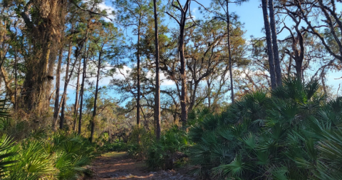 Explore This Secret Trail Around Deer Prairie Creek Preserve In Florida
