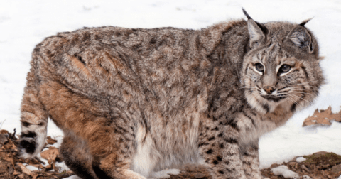 Everything You Need To Know About The Aggressive Bobcat On The Loose In Georgia