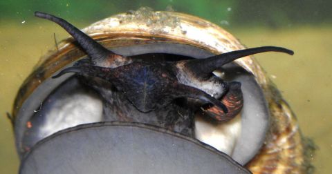 Discovery Of Lethal Invasive Snails In North Carolina Raises Concerns