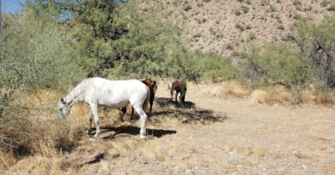 The Underrated Recreation Area In Arizona Where You Can Wild Horses Roam Free