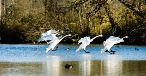 Up To 100 Trumpeter Swans Invade The City Of Heber Springs In Arkansas Every Winter And It's A Sight To Be Seen