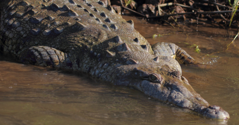 Gigantic Croc Sighting: Witness 'Croczilla,' a 14-Foot Monster in Florida Everglades