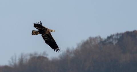 The Underrated Destination In Maryland Where You Can Watch Bald Eagles Soar