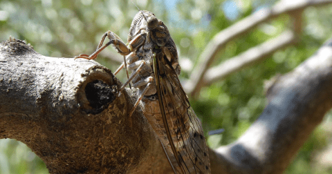 For The First Time In 221 Years, A Rare Double Emergence Of Cicadas Is Expected In 2024 In Georgia
