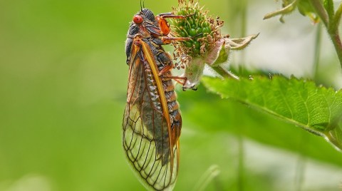 For The First Time In 221 Years, A Rare Double Emergence Of Cicadas Is Expected In 2024 In Arkansas