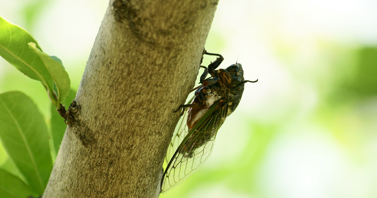 Double Emergence Of Cicadas 2024 In South Carolina Everything You Need