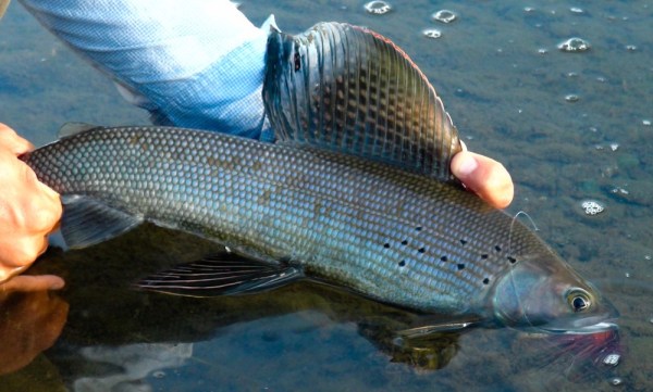 One Little-Known Fish Making A Comeback In Michigan