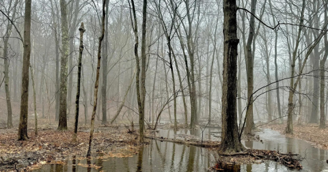 Enjoy A Secluded Connecticut Stroll On A Hidden Gem Path In A Serene Area