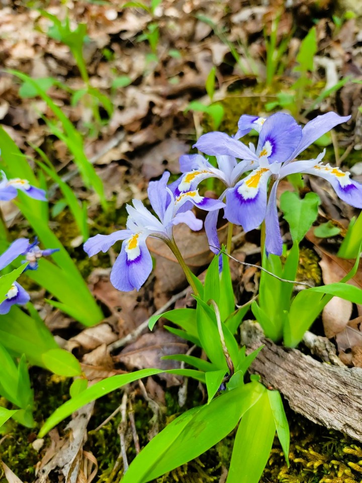 wildflower trail in Arkansas
