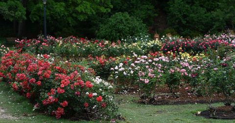 The Little-Known Rose Garden In North Carolina That Will Melt Your Worries Away