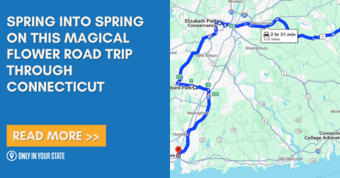 The Incredible Flower Road Trip Through Connecticut Is The Ultimate Spring Adventure