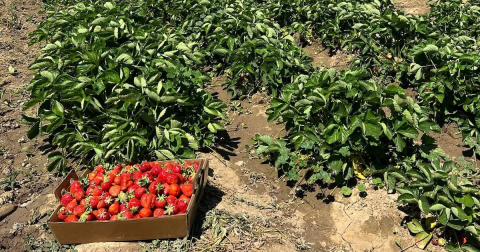 The Incredible Farm In Idaho Where You Can Pick Buckets Of Berries