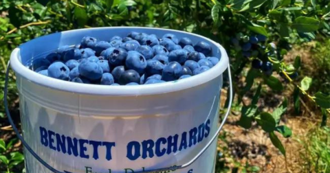 The Incredible Farm In Delaware Where You Can Pick Buckets Of Berries