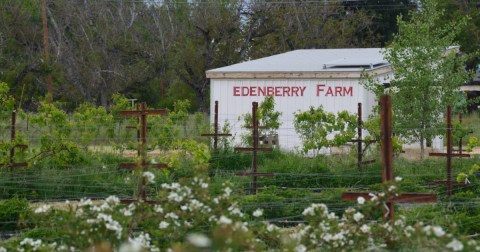 The Incredible Farm In Northern California Where You Can Pick Berries