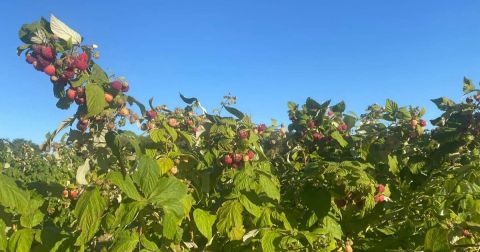The Incredible Farm In Nebraska Where You Can Pick Buckets Of Berries