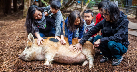 The Entire Family Will Love Visiting This Fantastic Farm In Washington That Rescues Animals