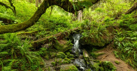 You’ll Fall In Love With The Tiny Waterfall Hiding Along This Breathtaking Northern California Trail