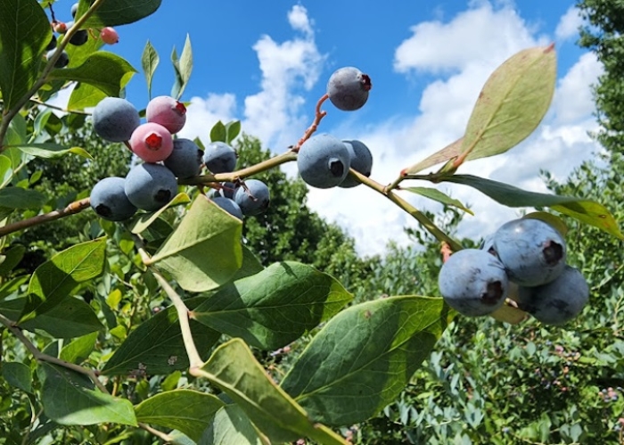 Buckets of berries in North Carolina