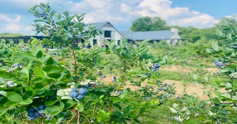 The Incredible Farm In Arkansas Where You Can Pick Buckets Of Berries