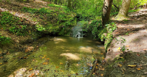 You’ll Fall In Love With The Tiny Waterfall Hiding Along This Breathtaking South Carolina Trail