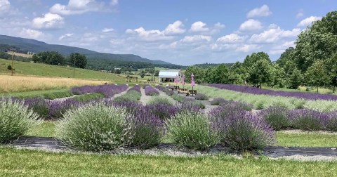 The Beautiful Lavender Farm Hiding In Plain Sight In West Virginia That You Need To Visit