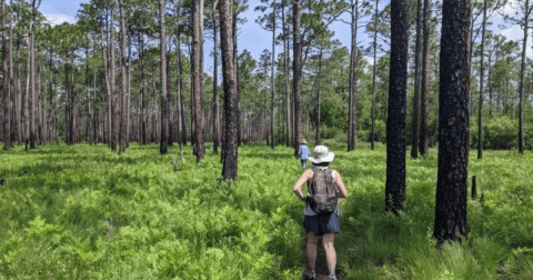 The Hidden Nature Park In North Carolina With Its Very Own Shrub Bog, Insectivorous Plants, And So Much More