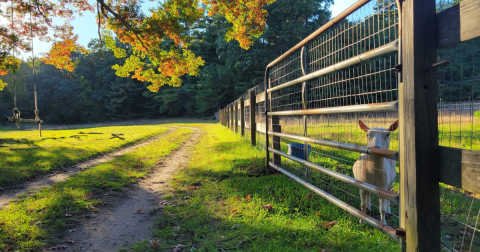 You Can Snuggle & Hike With Goats At Amazing Grace Farm In Rhode Island