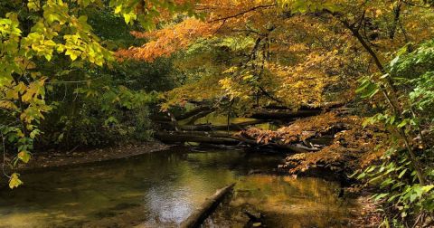 A Gorgeous, Little-Known Creek Is One Of The Most Underrated Fishing Spots In Indiana