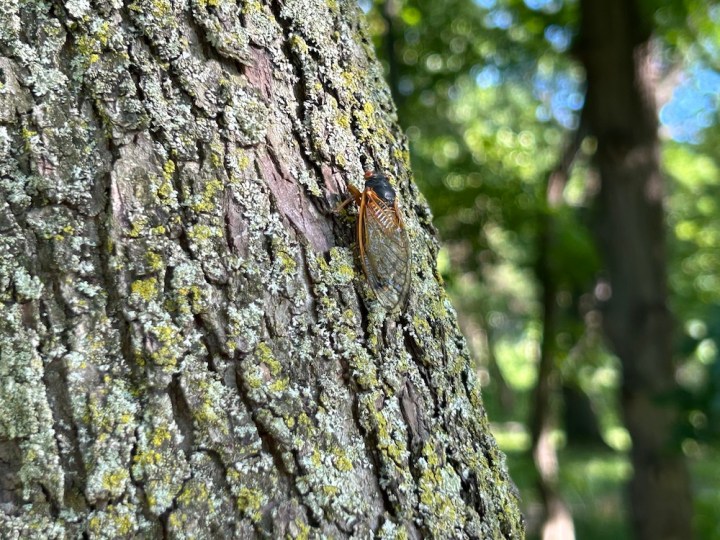 The Grove cicada