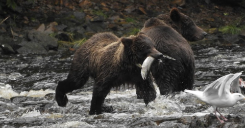 This Alaska Nature Sanctuary Makes For The Perfect Brown Bear Viewing Day Trip